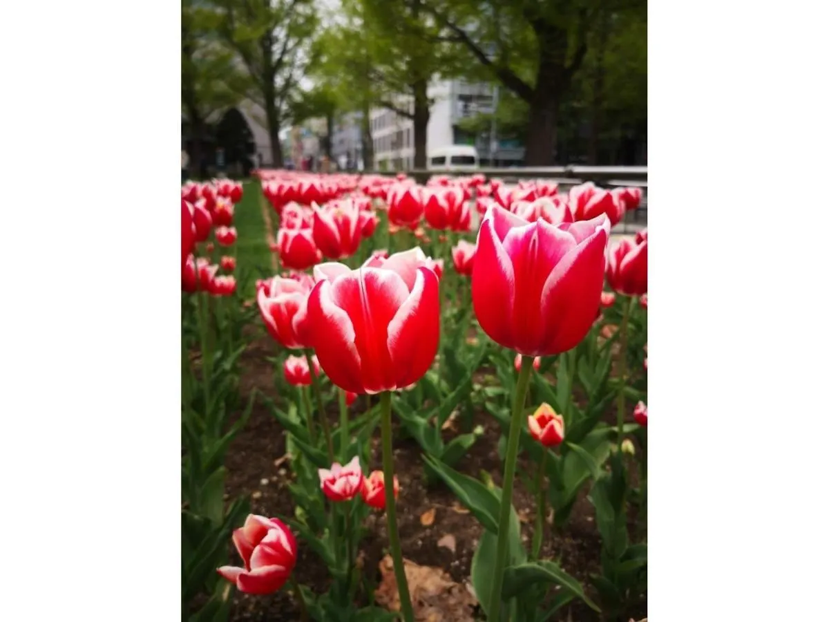 Hotel Tetora Spirit Sapporo - Vacation Stay 59354V 日本
